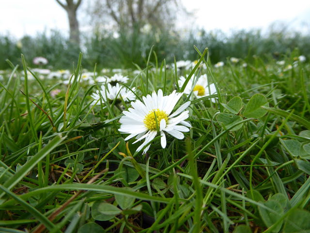 Cam Underfoot mit Frühling